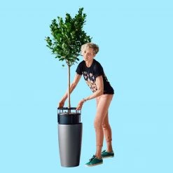 My City Plants Ficus Moclame Rondo - Charcoal Metallic