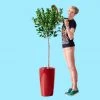 My City Plants Extra Large Plants 5' - 8' Ficus Moclame Rondo - Red