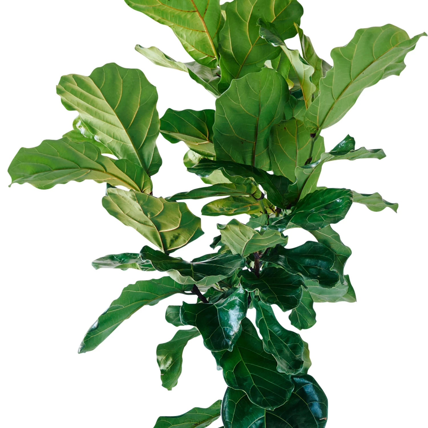 My City Plants Fiddle Leaf Fig Tree Rondo 40 - Charcoal Metallic Extra Large Plants 5' - 8'