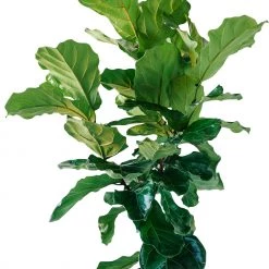 My City Plants Extra Large Plants 5' - 8' Fiddle Leaf Fig Tree In 14