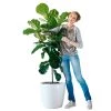 My City Plants Extra Large Plants 5' - 8' Fiddle Leaf Fig Tree Classico 50 - White
