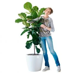 My City Plants Extra Large Plants 5' - 8' Fiddle Leaf Fig Tree Classico 50 - White