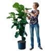 My City Plants Extra Large Plants 5' - 8' Fiddle Leaf Fig Tree In 14" Nursery Pot