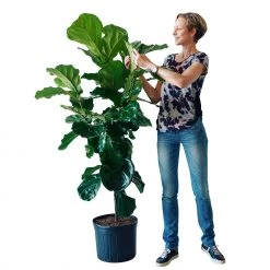 My City Plants Extra Large Plants 5' - 8' Fiddle Leaf Fig Tree In 14" Nursery Pot