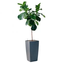My City Plants Extra Large Plants 5' - 8' Fiddle Leaf Fig Tree Cubico 40 - Charcoal Metallic