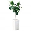 My City Plants Extra Large Plants 5' - 8' Fiddle Leaf Fig Tree Cubico 40 - White