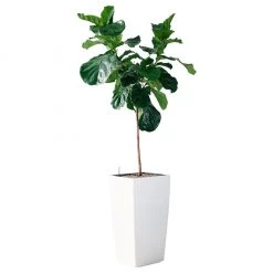 My City Plants Extra Large Plants 5' - 8' Fiddle Leaf Fig Tree Cubico 40 - White