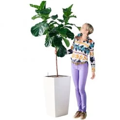 My City Plants Extra Large Plants 5' - 8' Fiddle Leaf Fig Tree Cubico 40 - White