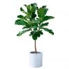 My City Plants Fiddle Leaf Fig Tree Trendcover 32 - Light Gray Extra Large Plants 5' - 8'