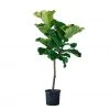 My City Plants Extra Large Plants 5' - 8' Fiddle Leaf Fig Tree In 10" Nursery Pot