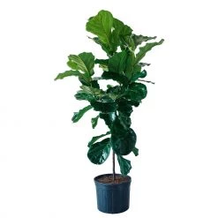 My City Plants Extra Large Plants 5' - 8' Fiddle Leaf Fig Tree In 14" Nursery Pot