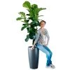 My City Plants Fiddle Leaf Fig Tree Rondo 40 - Charcoal Metallic Extra Large Plants 5' - 8'