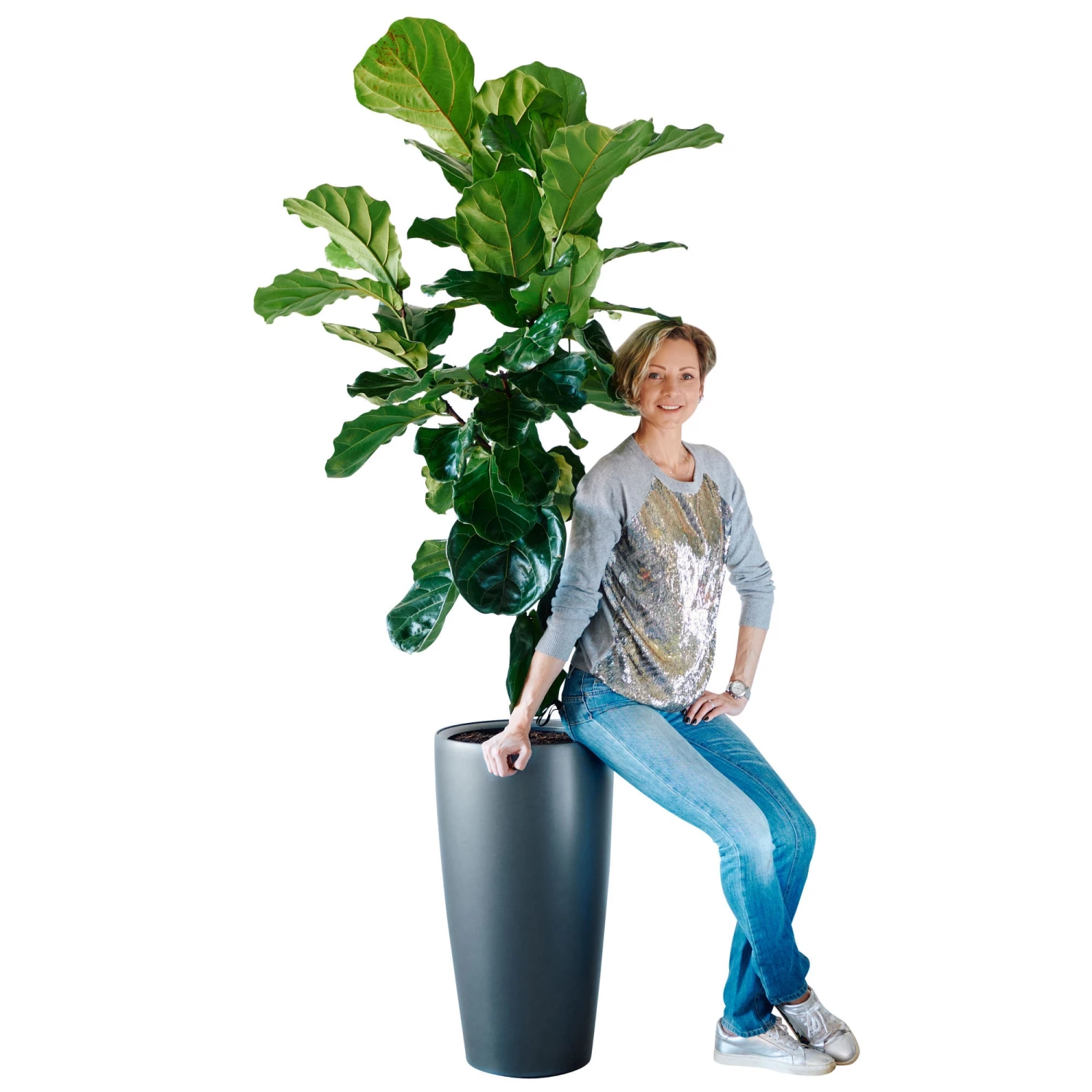 My City Plants Fiddle Leaf Fig Tree Rondo 40 - Charcoal Metallic Extra Large Plants 5' - 8'