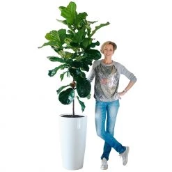 My City Plants Fiddle Leaf Fig Tree Rondo 40 - White Extra Large Plants 5' - 8'