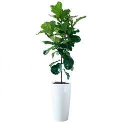 My City Plants Fiddle Leaf Fig Tree Rondo 40 - White Extra Large Plants 5' - 8'