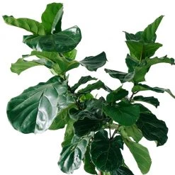 My City Plants Extra Large Plants 5' - 8' Fiddle Leaf Fig Tree Cubico 40 - Charcoal Metallic