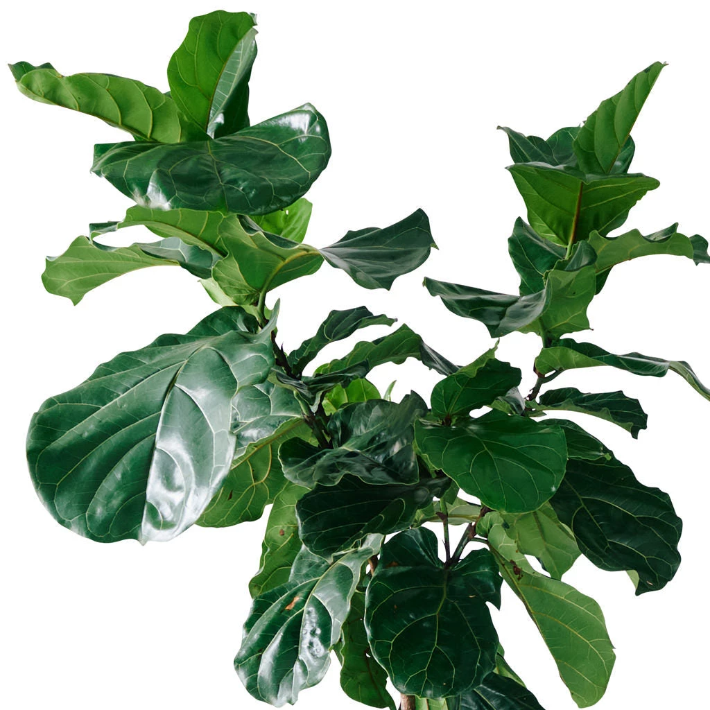 My City Plants Extra Large Plants 5' - 8' Fiddle Leaf Fig Tree Cubico 40 - Charcoal Metallic
