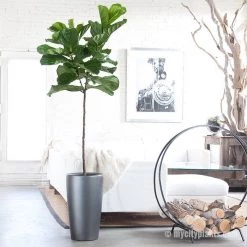 My City Plants Fiddle Leaf Fig Tree Rondo Extra Large Plants 5' - 8'