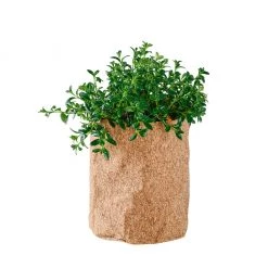 My City Plants Medium/Small Plants 1' - 2' Nematanthus Trendcover 23 - Dark Cork
