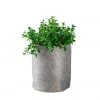 My City Plants Nematanthus Trendcover 23 - Dark Gray Medium/Small Plants 1' - 2'