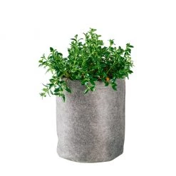 My City Plants Nematanthus Trendcover 23 - Dark Gray Medium/Small Plants 1' - 2'