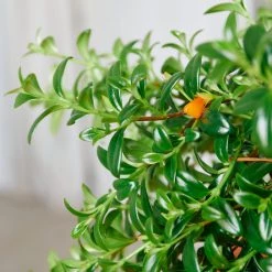 My City Plants Medium/Small Plants 1' - 2' Nematanthus In Nursery Hanging Basket