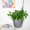 My City Plants Pothos Classico Mini Charcoal Metallic