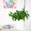 My City Plants Pothos Classico Mini White