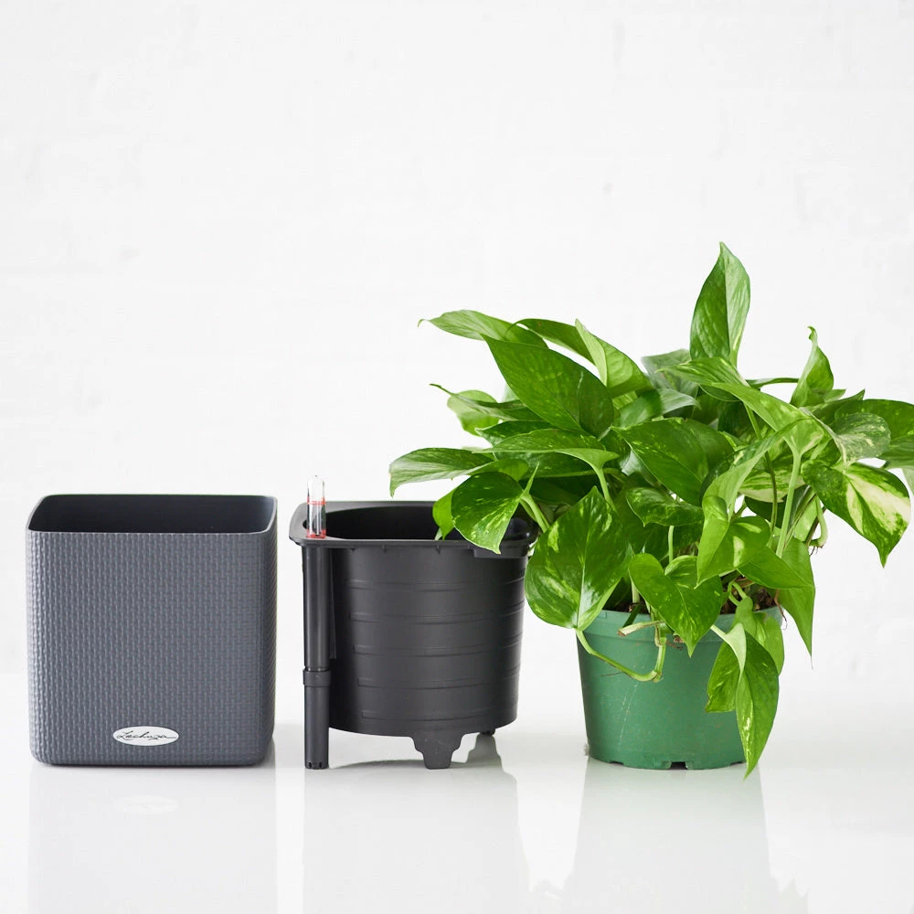 My City Plants Pothos Cube 16 - Slate