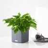 My City Plants Pothos Cube 16 - Slate