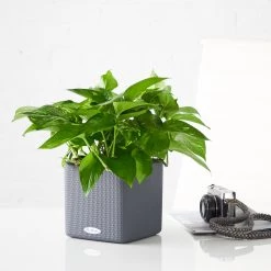 My City Plants Pothos Cube 16 - Slate