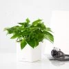 My City Plants Pothos Cube 16 - White