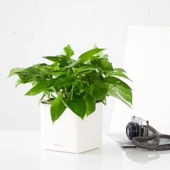 My City Plants Pothos Cube 16 - White