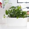 My City Plants Medium/Small Plants 1' - 2' Pothos Windowsill White