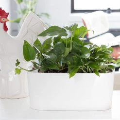 My City Plants Medium/Small Plants 1' - 2' Pothos Windowsill White