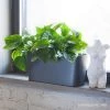 My City Plants Medium/Small Plants 1' - 2' Pothos Windowsill Charcoal Metallic