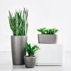 My City Plants Plant Bundles Beginner's Bundle - Charcoal Metallic