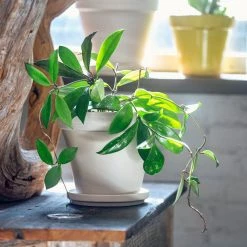 My City Plants Hoya Carnosa In 8" Clay Pot