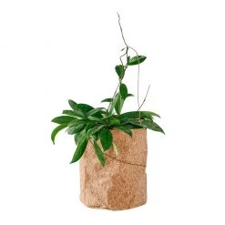 My City Plants Hoya Carnosa Trendcover 23 - Dark Cork