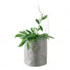 My City Plants Hoya Carnosa Trendcover 23 - Dark Gray Medium/Small Plants 1' - 2'