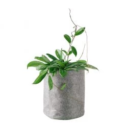 My City Plants Hoya Carnosa Trendcover 23 - Dark Gray Medium/Small Plants 1' - 2'