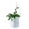 My City Plants Medium/Small Plants 1' - 2' Hoya Carnosa Trendcover 23 - Light Gray