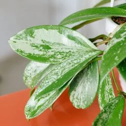 My City Plants Hoya In Nursery Hanging Basket