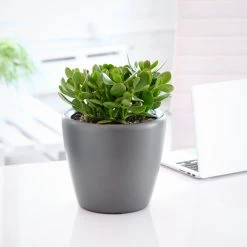 My City Plants Jade Plant Classico Mini Charcoal Metallic
