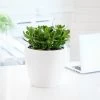 My City Plants Medium/Small Plants 1' - 2' Jade Plant Classico Mini White