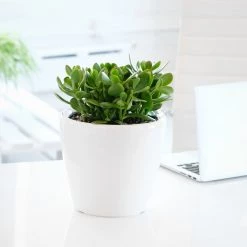 My City Plants Medium/Small Plants 1' - 2' Jade Plant Classico Mini White