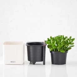 My City Plants Jade Plant Cube 16 - White