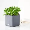 My City Plants Jade Plant Cube 16 - Slate