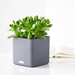 My City Plants Jade Plant Cube 16 - Slate