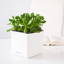 My City Plants Jade Plant Cube 16 - White